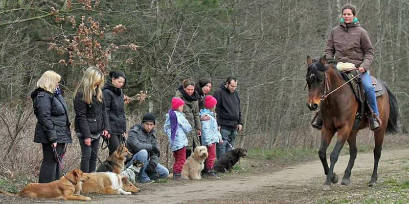Junghundekurs 3