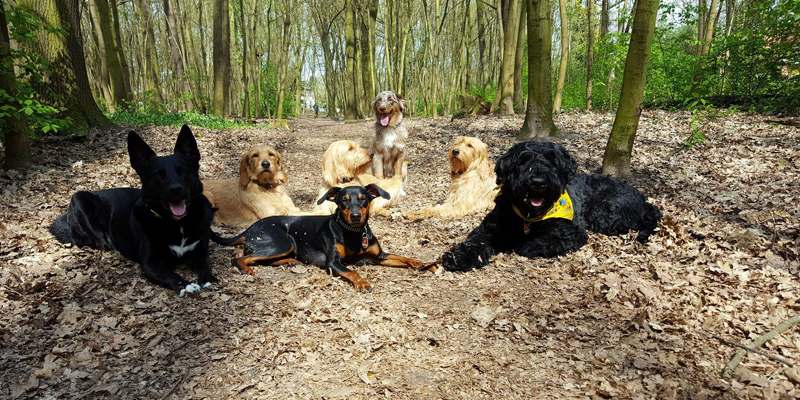 Familiäre Hundepension